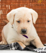 Male and female Labrador Retriever puppies available in Edmonton Image eClassifieds4u 3