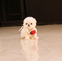 Maltese Puppies for new home. Image eClassifieds4u 2