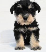 Mini Schnauzer puppies available Image eClassifieds4u 1