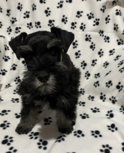 Miniature Schnauzer puppies are ready. Image eClassifieds4u 4