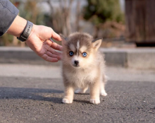 Pomsky pups available Image eClassifieds4u 3