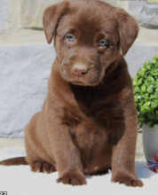 Purebred Labrador puppies for sale Image eClassifieds4u 3