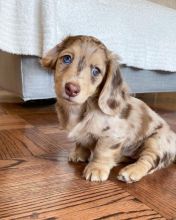 Ready now!! dachshund puppies for adoption (pricilialucaspricilia@gmail.com) Image eClassifieds4U
