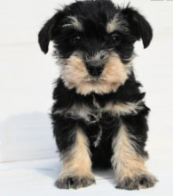Schnauzer puppies available now Image eClassifieds4u 3