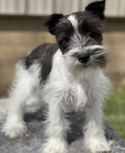 Schnauzer puppies available now Image eClassifieds4u 4