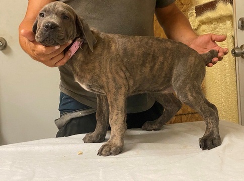 male and female cane corso puppies available Image eClassifieds4u