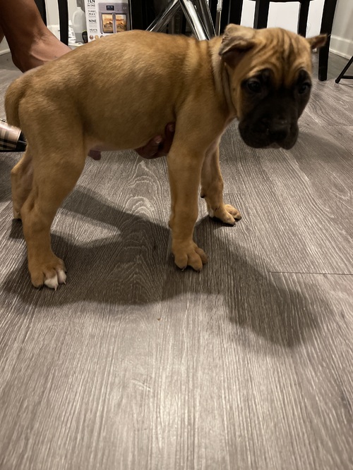 male and female cane corso puppies available Image eClassifieds4u