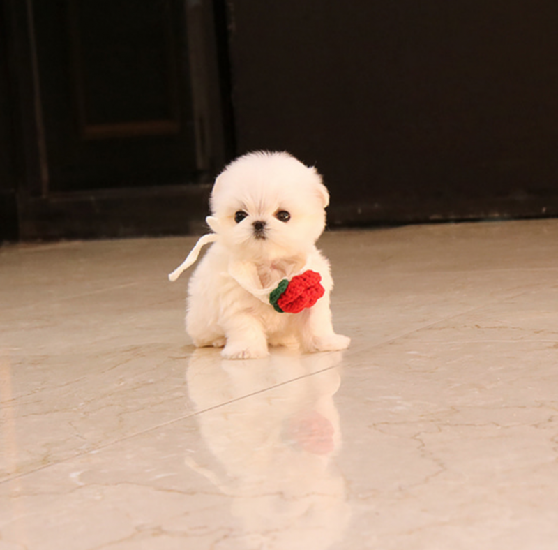Maltese Puppies for new home. Image eClassifieds4u
