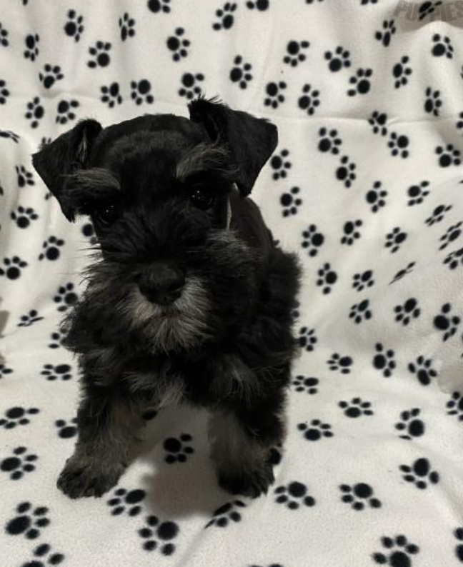 Miniature Schnauzer puppies for sale Image eClassifieds4u