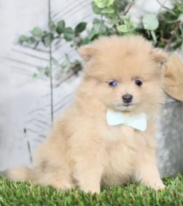 Pomeranian puppies available near me Image eClassifieds4u