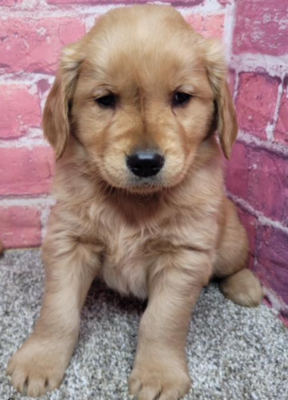 Purebred Golden Retriever Puppies for new home. Image eClassifieds4u