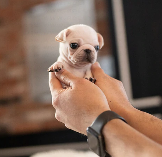 Purebred Pug puppies available now Image eClassifieds4u