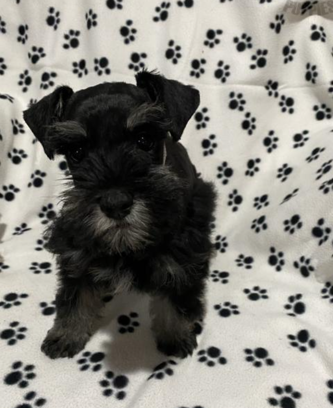 Schnauzer puppies available now Image eClassifieds4u