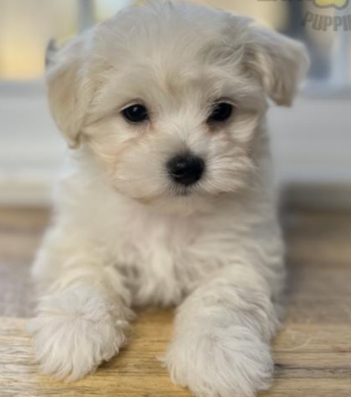 Teacup Maltipoo puppies available Image eClassifieds4u