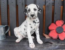 💗🟥🍁🟥C.K.C MALE AND FEMALE DALMATIAN PUPPIES AVAILABLE💗🟥🍁🟥