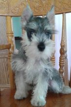 💗🟥🍁🟥 C.K.C MALE AND FEMALE MINIATURE SCHNAUZER PUPPIES 💗🟥🍁🟥