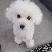 💗🟥🍁🟥C.K.C MALE AND FEMALE POODLE PUPPIES AVAILABLE💗🟥🍁🟥