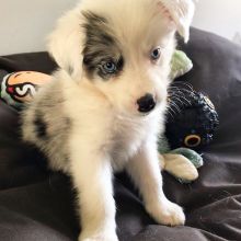 🟥🍁🟥 CKC Shiba Inu PUPPIES AVAILABLE💗🟥🍁🟥