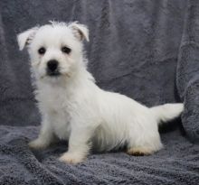 💗🟥🍁🟥 C.K.C MALE AND FEMALE WEST HIGHLAND TERRIER PUPPIES 💗🟥🍁🟥