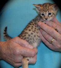 affectionate and playful savannah kittens