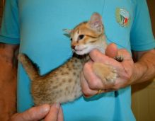 Beautiful, male and female savannah kittens