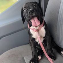 BOXER PUPPIES ARE READY TO GO TO THEIR NEW HOMES