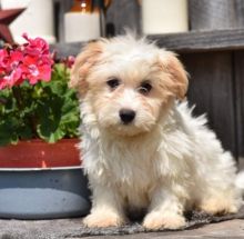 🟥🍁🟥 CKC HAVANESE PUPPIES AVAILABLE💗🟥🍁🟥