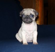 💗🟥🍁🟥C.K.C MALE AND FEMALE PUG PUPPIES AVAILABLE💗🟥🍁🟥