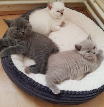 three beautiful BSH kittens available.