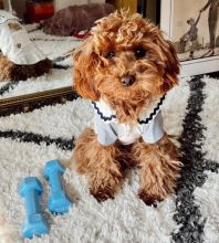 Toy Poodle Male and Female Puppies For Adoption