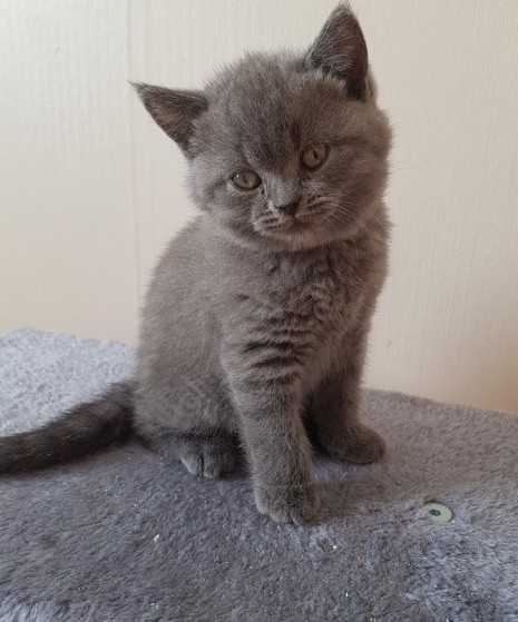 Bsh Kittens available now Image eClassifieds4u