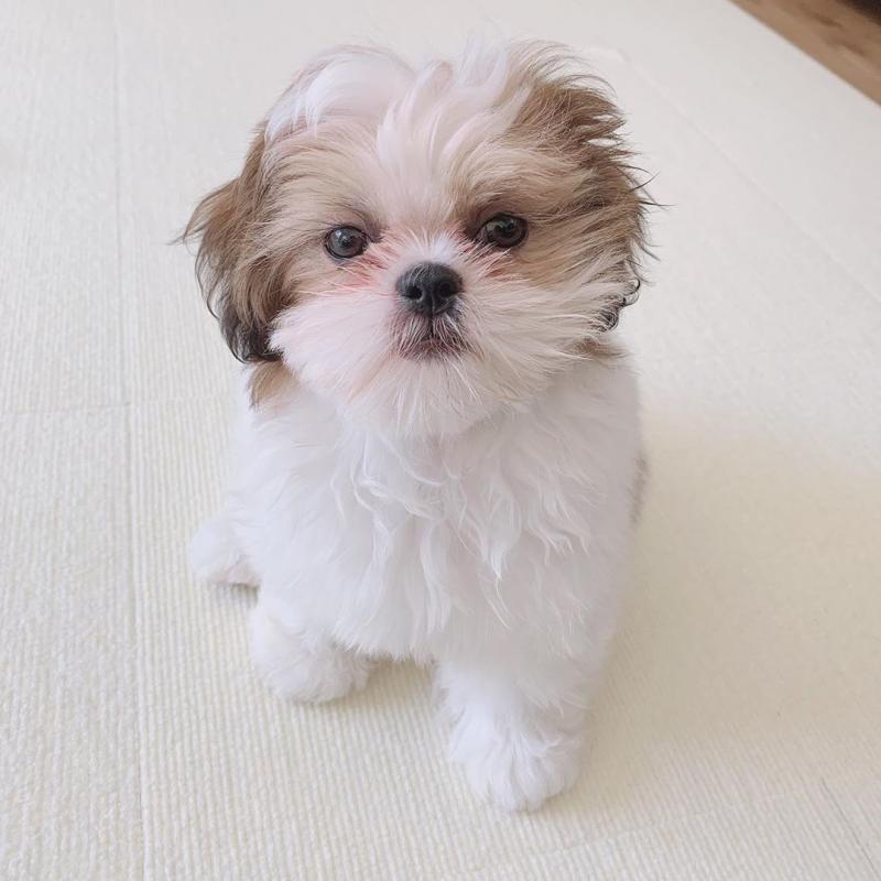 🟥🍁🟥 CKC 💖💕 SHIH TZU PUPPIES AVAILABLE 💗🟥🍁🟥 Image eClassifieds4u