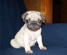 π₯ππ₯ CKC PUG PUPPIES AVAILABLEππ₯ππ₯ Image eClassifieds4u 2