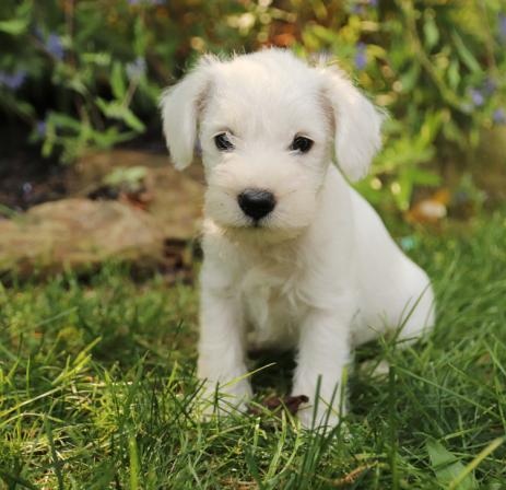 💗🟥🍁🟥 C.K.C MALE AND FEMALE MINIATURE SCHNAUZER PUPPIES AVAILABLE 💗🟥🍁🟥 Image eClassifieds4u
