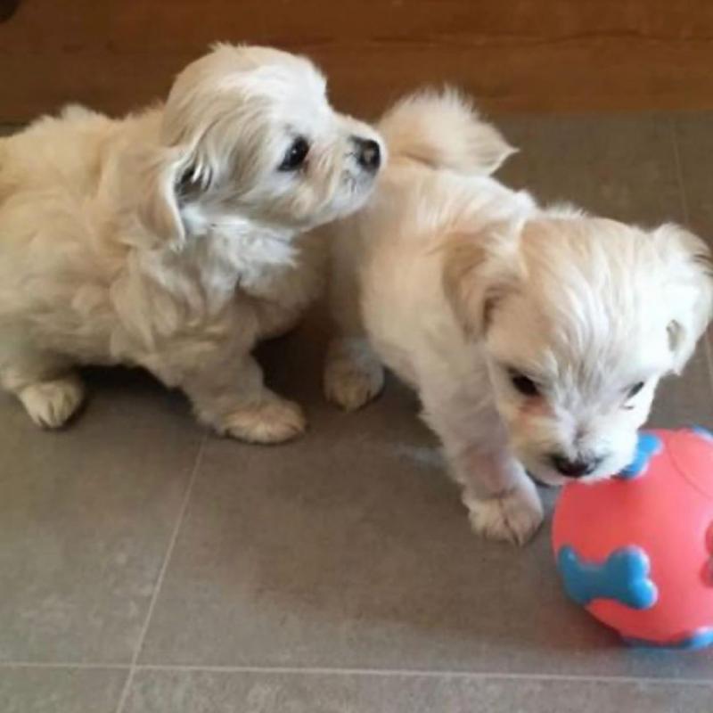 Havanese puppies available in good health condition for new homes Image eClassifieds4u