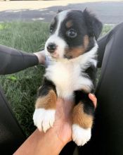 AUSTRALIAN SHEPHERD PUPPIES AVAILABLE FOR FREE ADOPTION