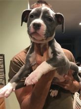 🟥🍁🟥 C.K.C AMERICAN PITBULL TERRIER PUPPIES AVAILABLE 🟥🍁🟥