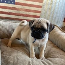 Cute and Lovely PUG Puppies For Adoption