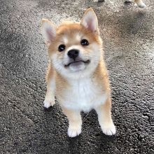 Shiba inu Puppies Looking For Their Forever Home