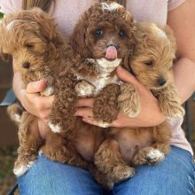 ADORABLE CAVAPOO PUPS FOR ADOPTION (jb2017503@gmail.com)