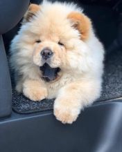 Amazing Chow Chow Puppies For Adoption