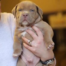 Beautiful pitbull puppies for adoption. (rebeccaswea@gmail.com)
