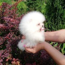 Beautiful pomeranian puppies available for adoption. (arielmeagan26@gmail.com)