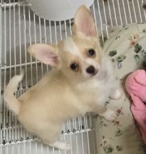 🟥🍁🟥 C.K.C CHIHUAHUA PUPPIES AVAILABLE 🟥🍁🟥