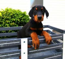 🟥🍁🟥 C.K.C DOBERMAN PINSCHER PUPPIES AVAILABLE 🟥🍁🟥