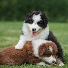 Cute and adorable Australian shepherd puppies available for adoption (lesliekind9@gmail.com)