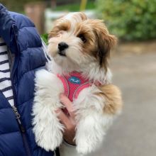 Pure bred havanese puppys with champion blood lines (angelaroberta331@gmail.com)