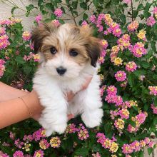 Shih Tzu Puppies Male And Female Puppies For Adoption (kimberlyjamee@gmail.com)