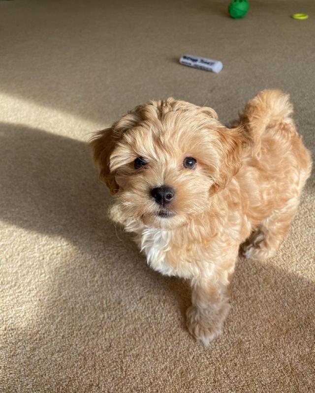 Adorable maltipoo puppies for adoption. (ketifine519@gmail.com) Image eClassifieds4u