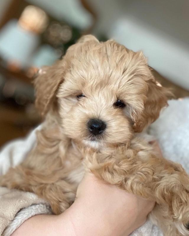 Adorable maltipoo puppies for adoption. (ketifine519@gmail.com) Image eClassifieds4u